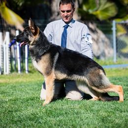 German Shepherd Puppies from Ca-She Shepherds