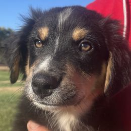 Aiko - Black tri-color male Australian Shepherd puppy in Oroville, California from Puppy Love Ranch Mini Aussies