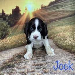 Jock - English Springer Spaniel puppy in Pine Island, Minnesota from Country Breeze Springer Spaniels