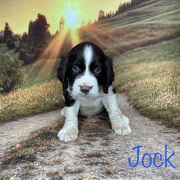 Jock - English Springer Spaniel puppy in Pine Island, Minnesota from Country Breeze Springer Spaniels