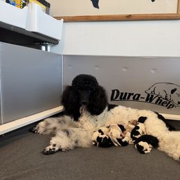 Poodle puppies from Scarlett Rose Ranch Poodles