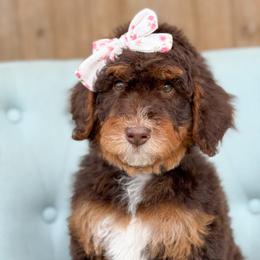 Mary - Girl 2 - Phantom female Bernedoodle puppy in Bellville, Ohio from Bernedoodle Buddies