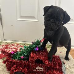 Mila - Black female Pug puppy in Indian Trail, North Carolina from Love Pugs