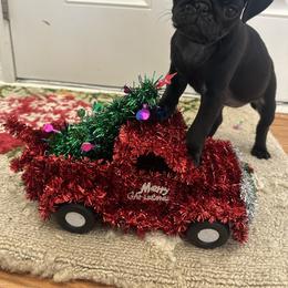 Mila - Black female Pug puppy in Indian Trail, North Carolina from Love Pugs