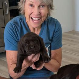 Aleta - Chocolate female Labrador Retriever puppy in Surprise, Arizona from Wizedogs Labradors