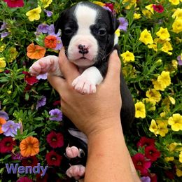Wendy - Black female American Staffordshire Terrier puppy in Clintwood, Virginia from SkyBlue Kennel