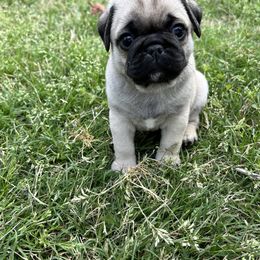 Pug Puppies from Galaxy Pugs of Georgia