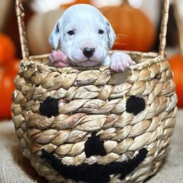Minerva Mcgonagall - White and black female Dalmatian puppy in Whitwell, Tennessee from Rock a Dalmatian “RockADal”