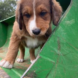 Bernedoodle Puppies from Bayou Blu's Bernedoodles