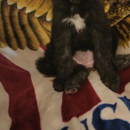 Goldendoodle Puppies from Country Pups Doodles
