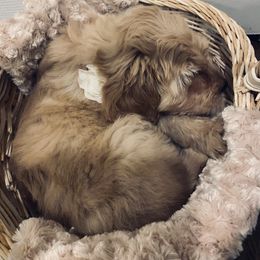 Magnolia - Goldendoodle puppy from Hula & Oliver Co.