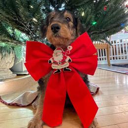 Two - Black and tan male Airedale Terrier puppy in Virginia from JOVAL Kennel