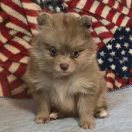 Champ - Chocolate merle male Pomeranian puppy in Pickton, Texas from Mandy's Precious Poms