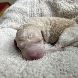 Ricky - Cream male Labradoodle puppy in Lowville, New York from Adirondack Labradoodles