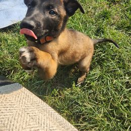 Belgian Malinois and Labrador Retriever Puppies from Wings of Freedom Retrievers and Malinois