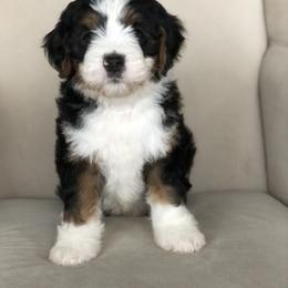 Bernedoodle Puppies from Sweet Pea Bernedoodles