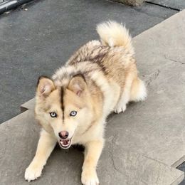 Indi - Pomsky