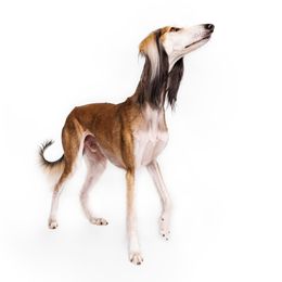 Saluki All Grown Up from Hayat Salukis