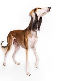 Saluki All Grown Up from Hayat Salukis