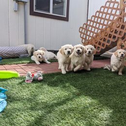Golden Retriever Puppies from Mountain Sky Goldens