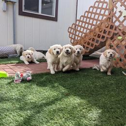 Golden Retriever Puppies from Mountain Sky Goldens