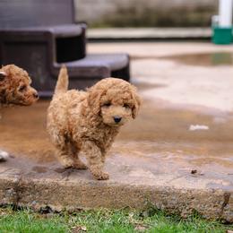 Cockapoo Puppies from Silver City Cockapoos