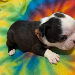 M’LYNN - AKC SEAL - **SALE** - Seal and white female Boston Terrier puppy in Anderson, South Carolina from Lola’s House of Bostons & Rescue