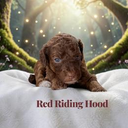 Red Riding Hood - Sable female Poodle puppy in Ellenburg Center, New York from Kristin's Puppies