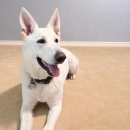 Truckee - German Shepherd