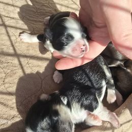 Boy 2 - Black and white male Havanese puppy in Melba, Idaho from Lawson Havanese