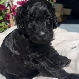 Girl 4 - female Goldendoodle puppy in Pahrump, Nevada from Cold Creek Doodles