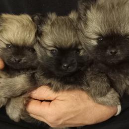 Taz - Cream sable male Pomeranian puppy in Eureka Springs, Arkansas from Maple Hills Poms