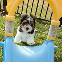 Ember - Black tan and white female Biewer Terrier puppy in Philipsburg, Pennsylvania from Happy Valley Biewer Terriers