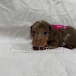 Duchess - Dapple female Dachshund puppy in Jena, Louisiana from Greens Creek Kennel