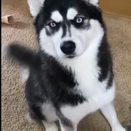 Siberian Husky All Grown Up from Humorous Huskies