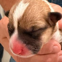 Lollipop - Teal girl - Red female Pembroke Welsh Corgi puppy in Woodinville, Washington from Heatherland Corgis