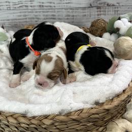 Cavalier King Charles Spaniels from Roy-alty Cavaliers