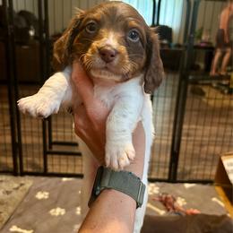 Zero - Chocolate and tan male Dachshund puppy in Louisa, Kentucky from Mini Doxies of Eastern KY