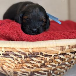 Landry - Sable and white male Cockapoo puppy in Alexandria, Alabama from Bright and Beautiful Cockapoos and Doodles