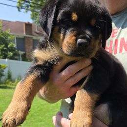 Blue - Black and mahogany male Rottweiler puppy in Clarksburg, West Virginia from Vom Peiffley Rottweilers, LLC