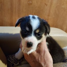 Pembroke Welsh Corgi Puppies from Gary's Pembroke Welsh Corgis