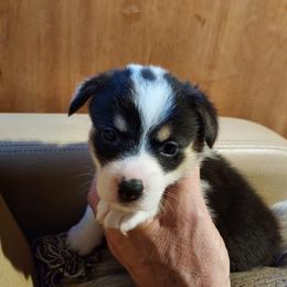 Pembroke Welsh Corgi Puppies from Gary's Pembroke Welsh Corgis