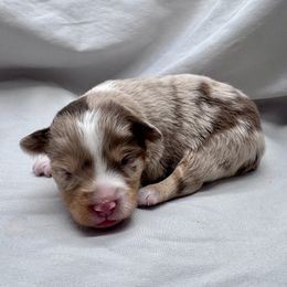 Faith - Red merle female Miniature Australian Shepherd puppy in Bly, Oregon from Apacheblus Toy Aussies