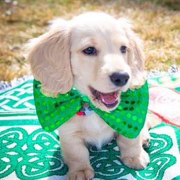 Dachshund Puppies from Cream Doxie Luv