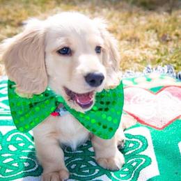 Dachshund Puppies from Cream Doxie Luv