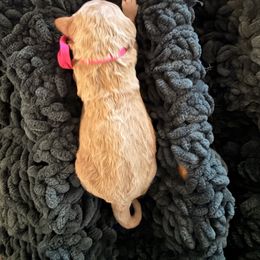 Pink Girl - Red  female Goldendoodle puppy in Covington, Louisiana from MyKy Puppies