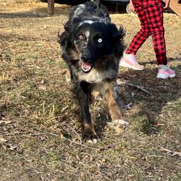 Eden - Australian Shepherd