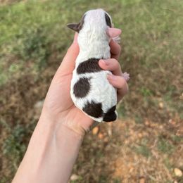 Arlo - Brown male Poodle puppy in Nashville, Arkansas from Cuddles n Curls