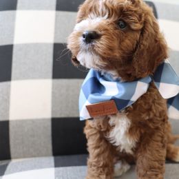 Cavapoo, Goldendoodle, and Poodle Puppies from Pitter Patter Puppies