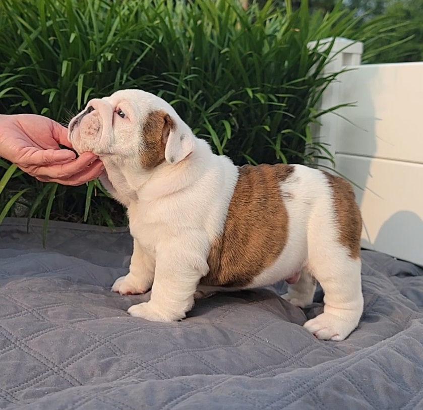 Bulldog Puppies from SureFire Bulldogs